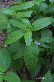 Ruellia strepens leaf5.jpg